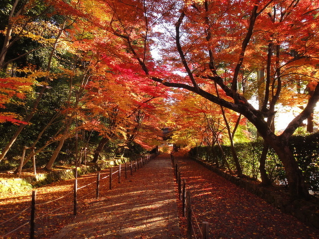 光明寺の紅葉　写真提供：光明寺