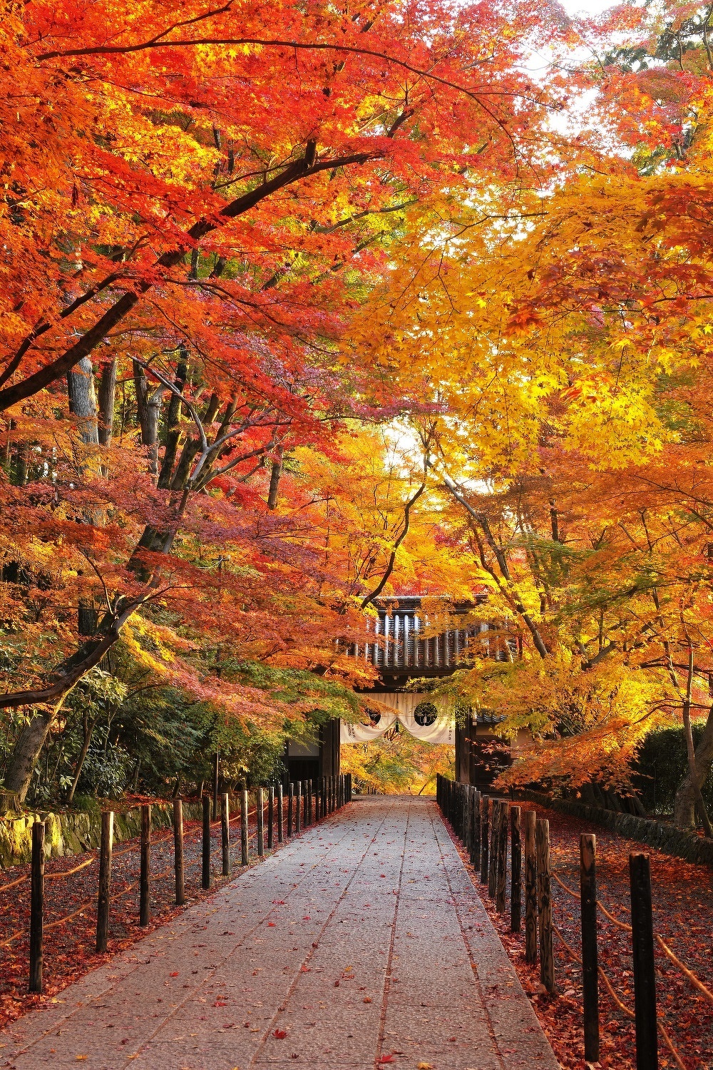 光明寺の紅葉　写真提供：光明寺