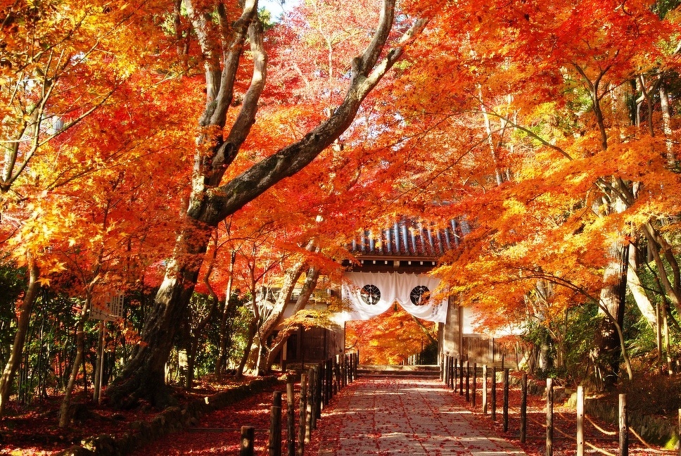光明寺の紅葉　写真提供：光明寺