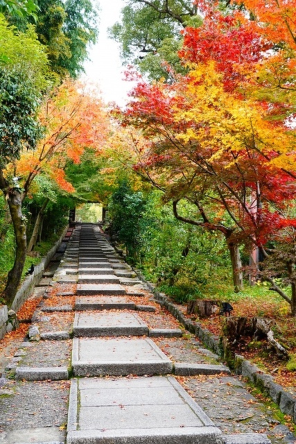ねねの道