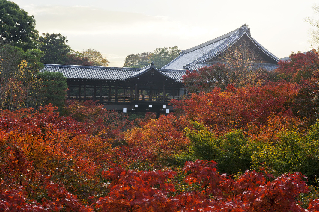 東福寺通天橋の紅葉