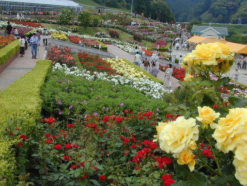 島田市ばらの丘園