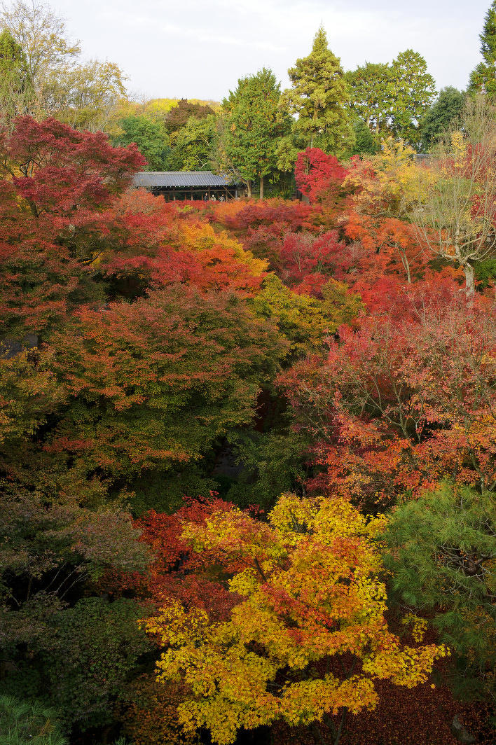 東福寺通天橋の紅葉