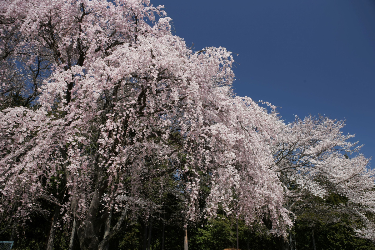光前寺しだれ桜