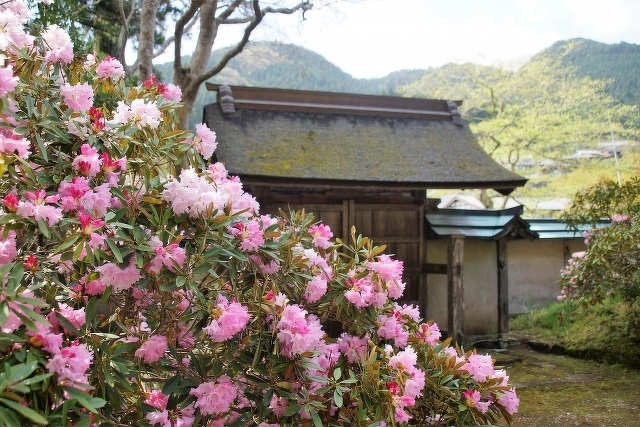 室生寺のしゃくなげ