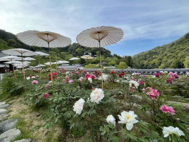 長谷寺のぼたん